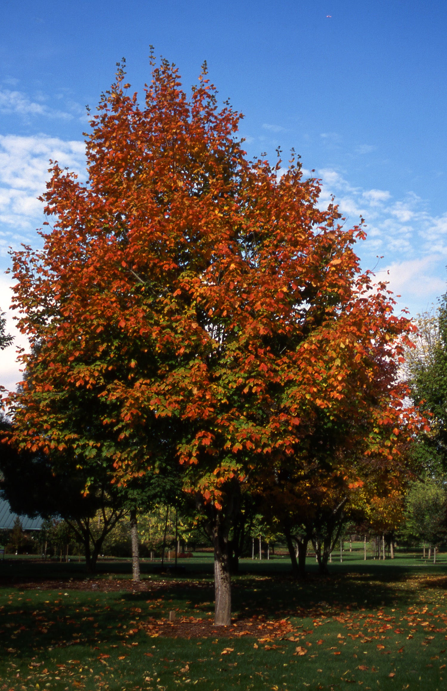 Acer nigrum Green Column PP3722 Green Column Maple