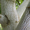 Acer pensylvanicum Striped Maple