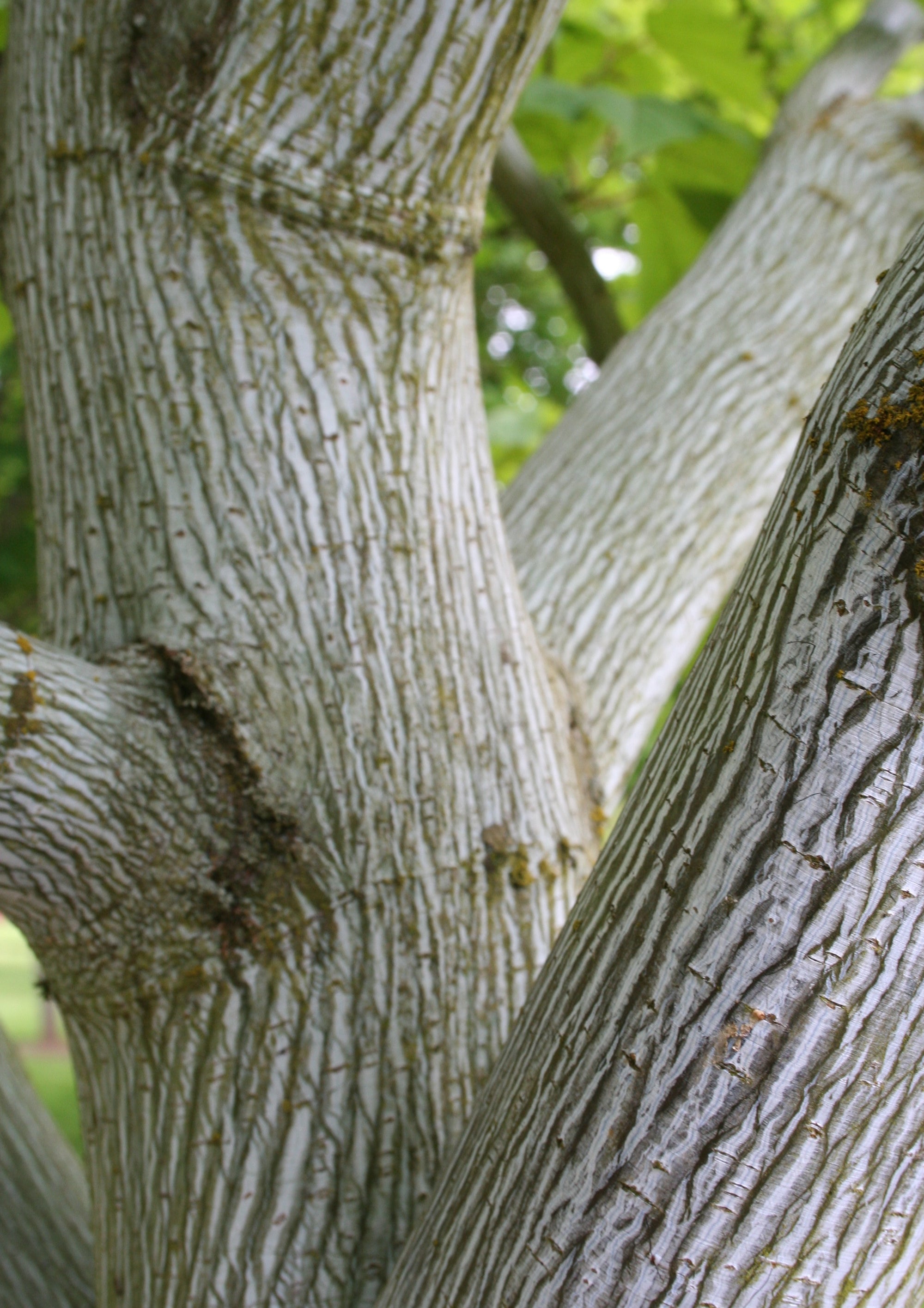 Acer pensylvanicum Striped Maple