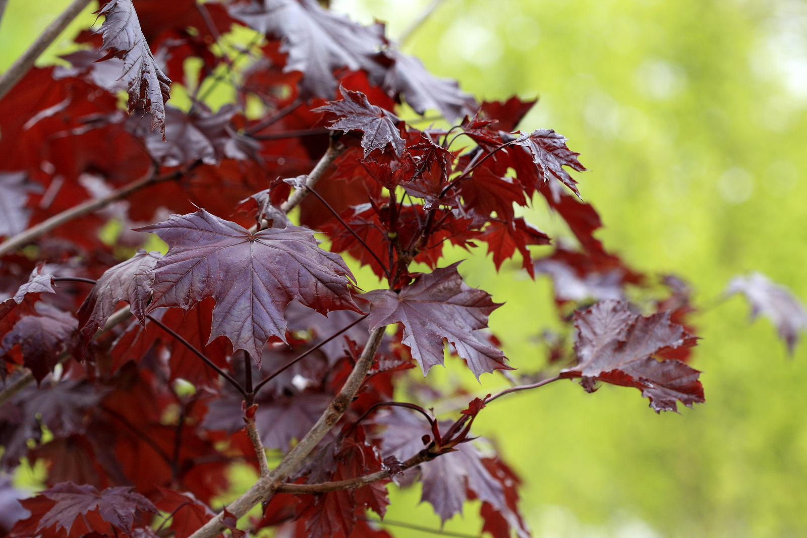 Acer platanoides Crimson King PP0735 Crimson King Maple