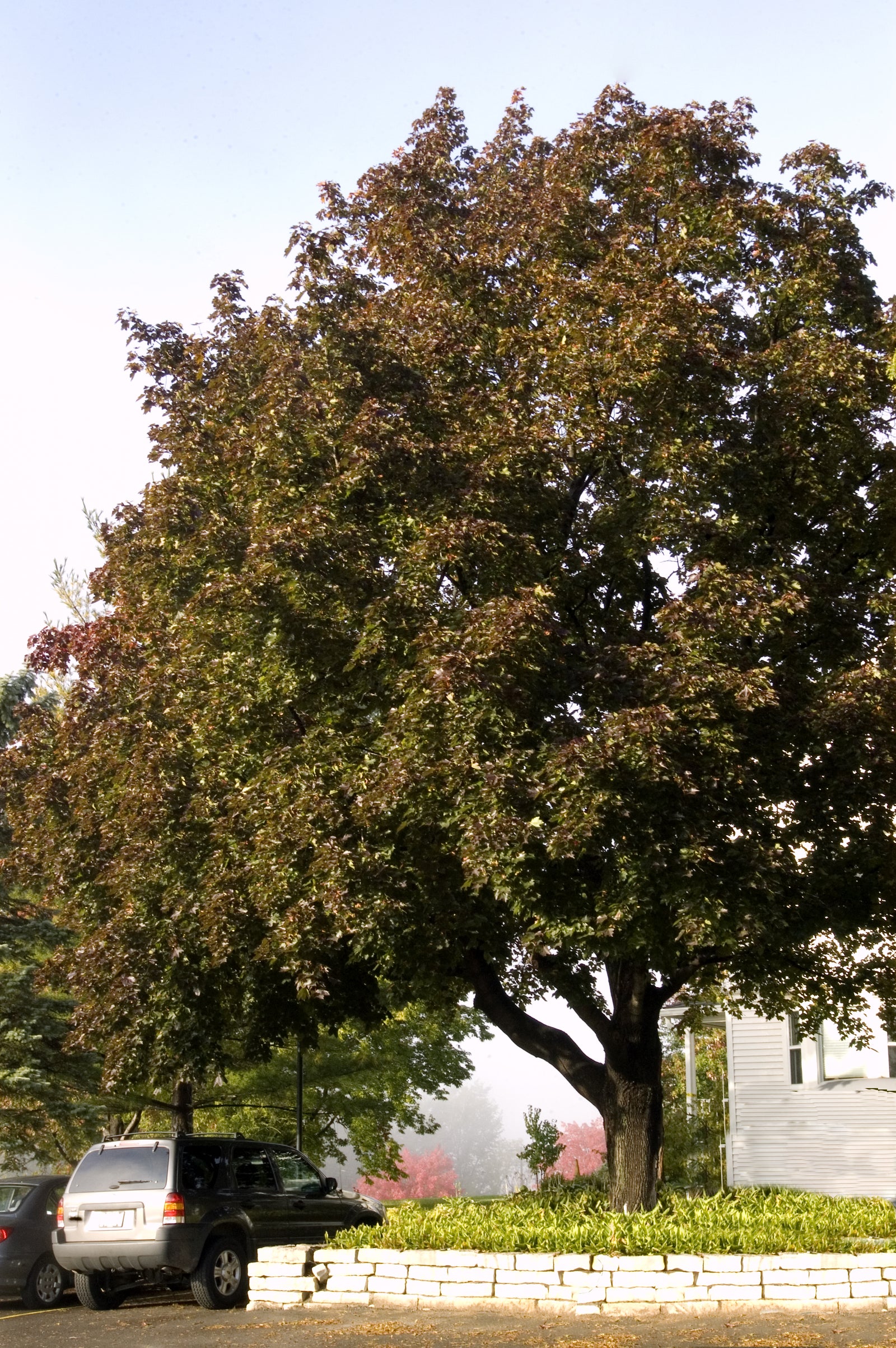 Acer platanoides Deborah PP4944, COPF Deborah Maple