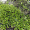 Arctostaphylos uva ursi Bearberry