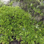 Arctostaphylos uva ursi Bearberry