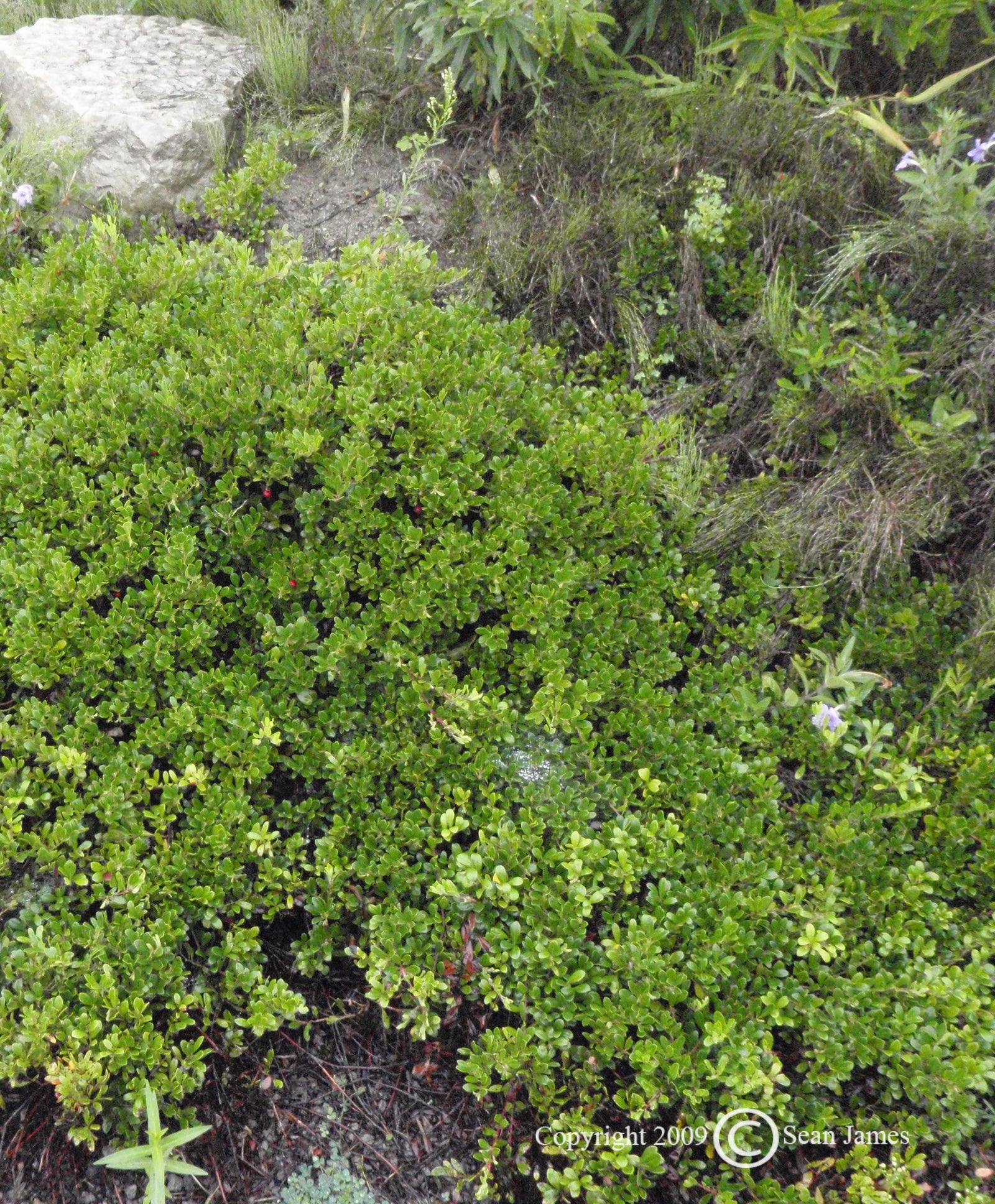 Arctostaphylos uva ursi Bearberry