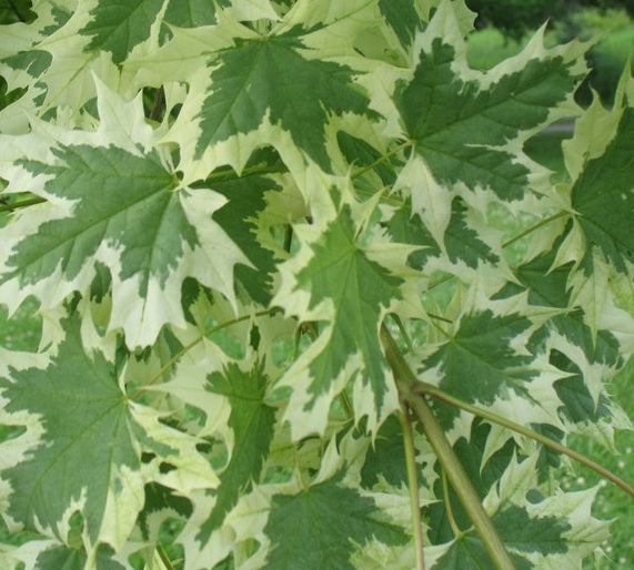 Acer platanoides Drummondii Harlequin Maple