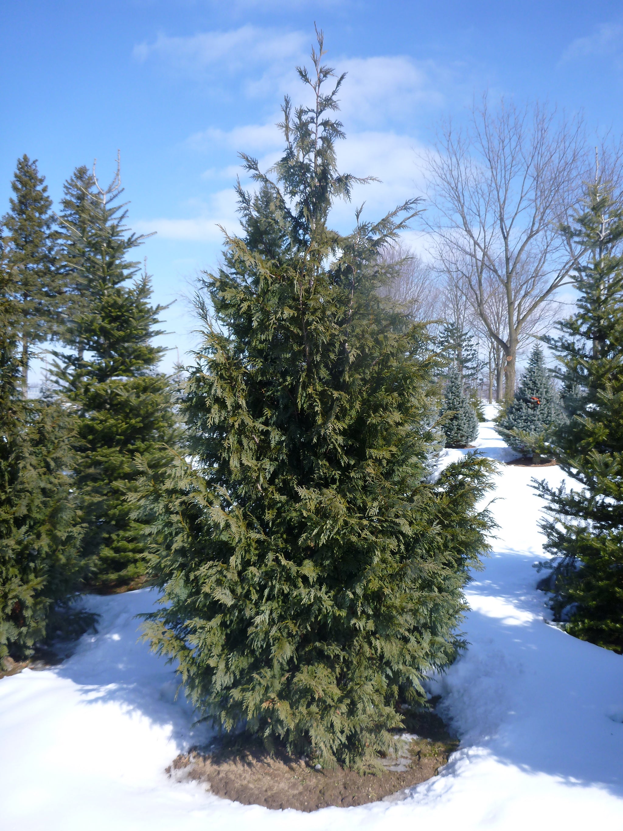 Chamaecyparis nootkatensis Glauca Blue Nootka Falsecypress