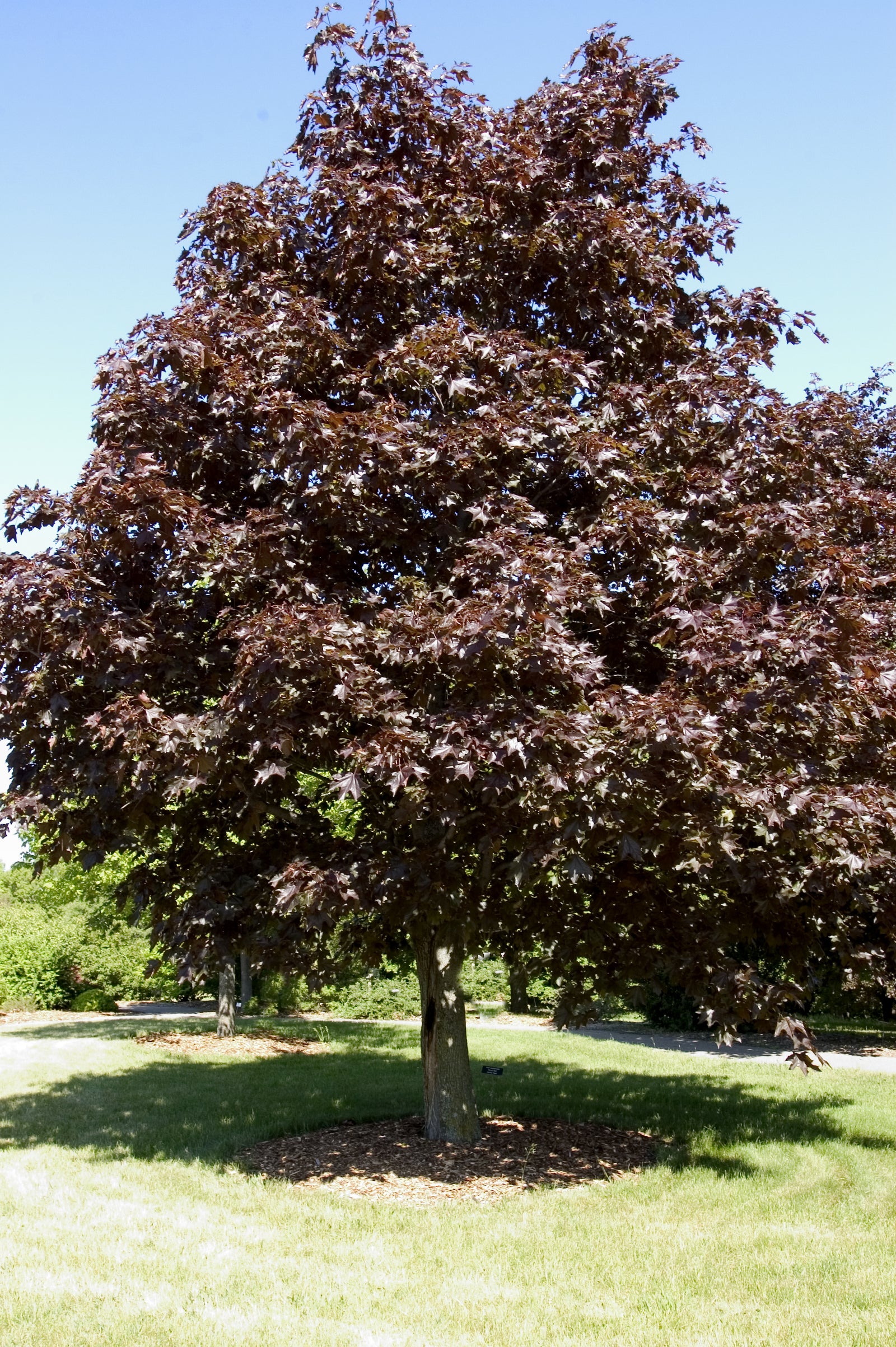 Acer platanoides Royal Red Royal Red Maple