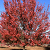 Acer rubrum Autumn Flame Autumn Flame Red Maple