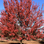 Acer rubrum Autumn Flame Autumn Flame Red Maple