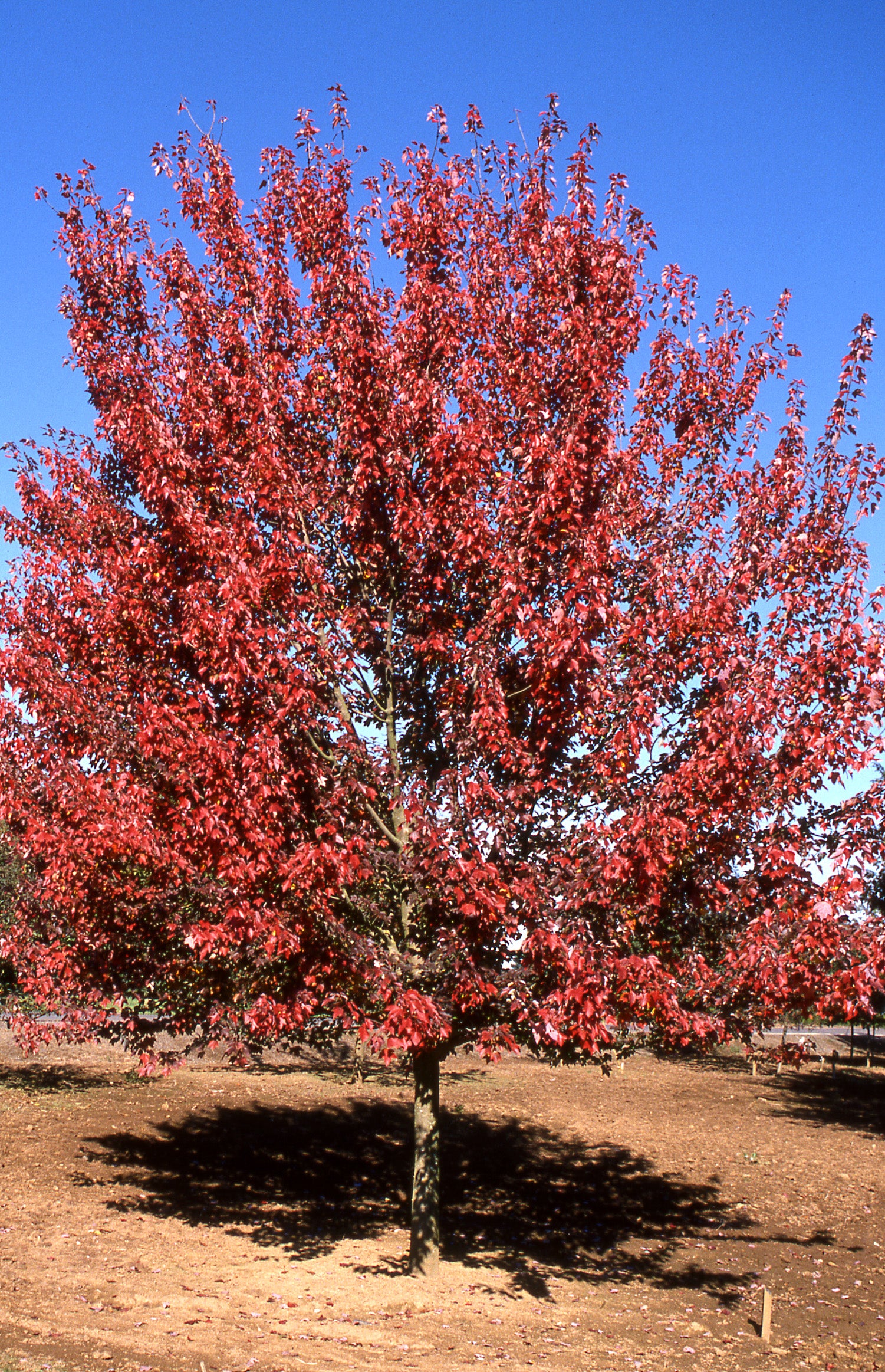 Acer rubrum Autumn Flame Autumn Flame Red Maple