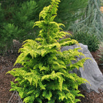 Chamaecyparis obtusa Fernspray Gold Gold Hinoki Falsecypress