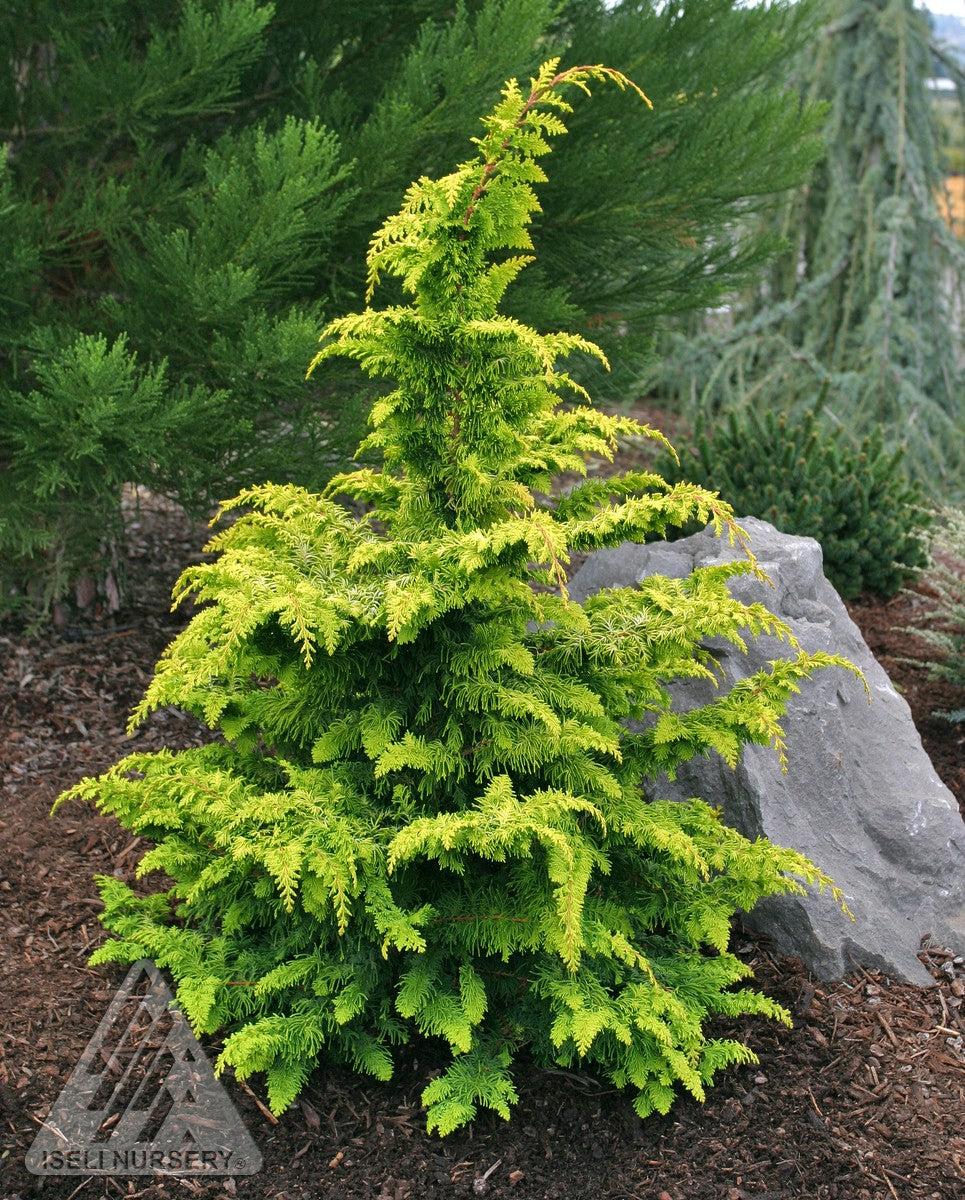 Chamaecyparis obtusa Fernspray Gold Gold Hinoki Falsecypress