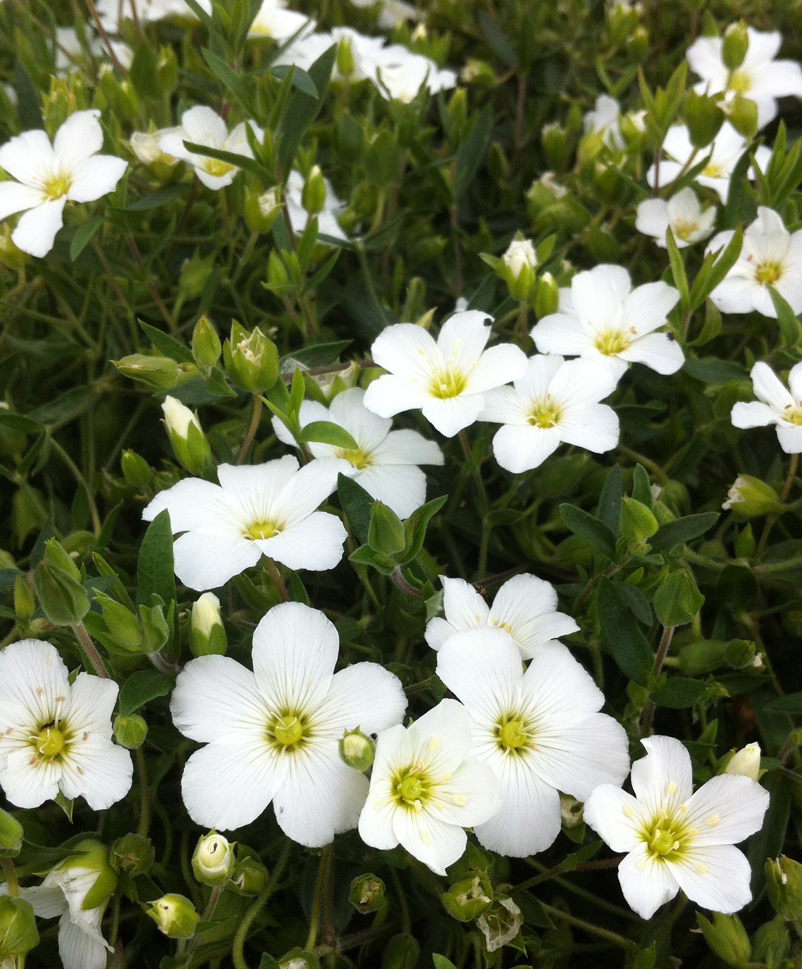 Arenaria montana Mountain Sandwort