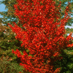 Acer rubrum Autumn Spire PP7803 Autumn Spire Maple