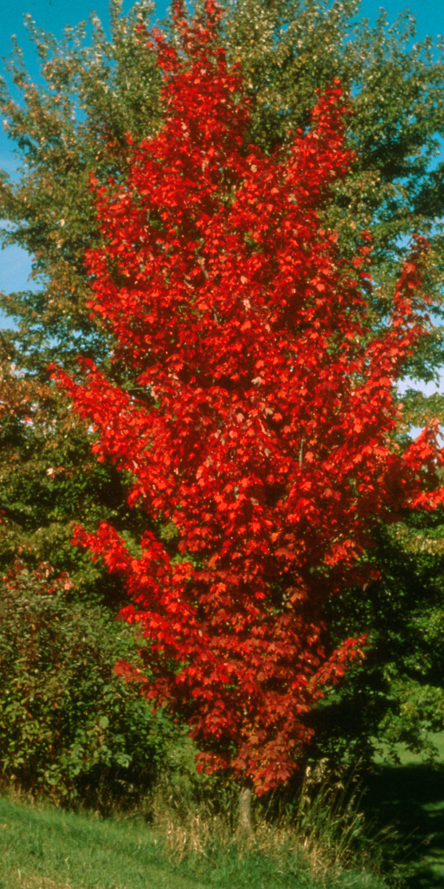 Acer rubrum Autumn Spire PP7803 Autumn Spire Maple