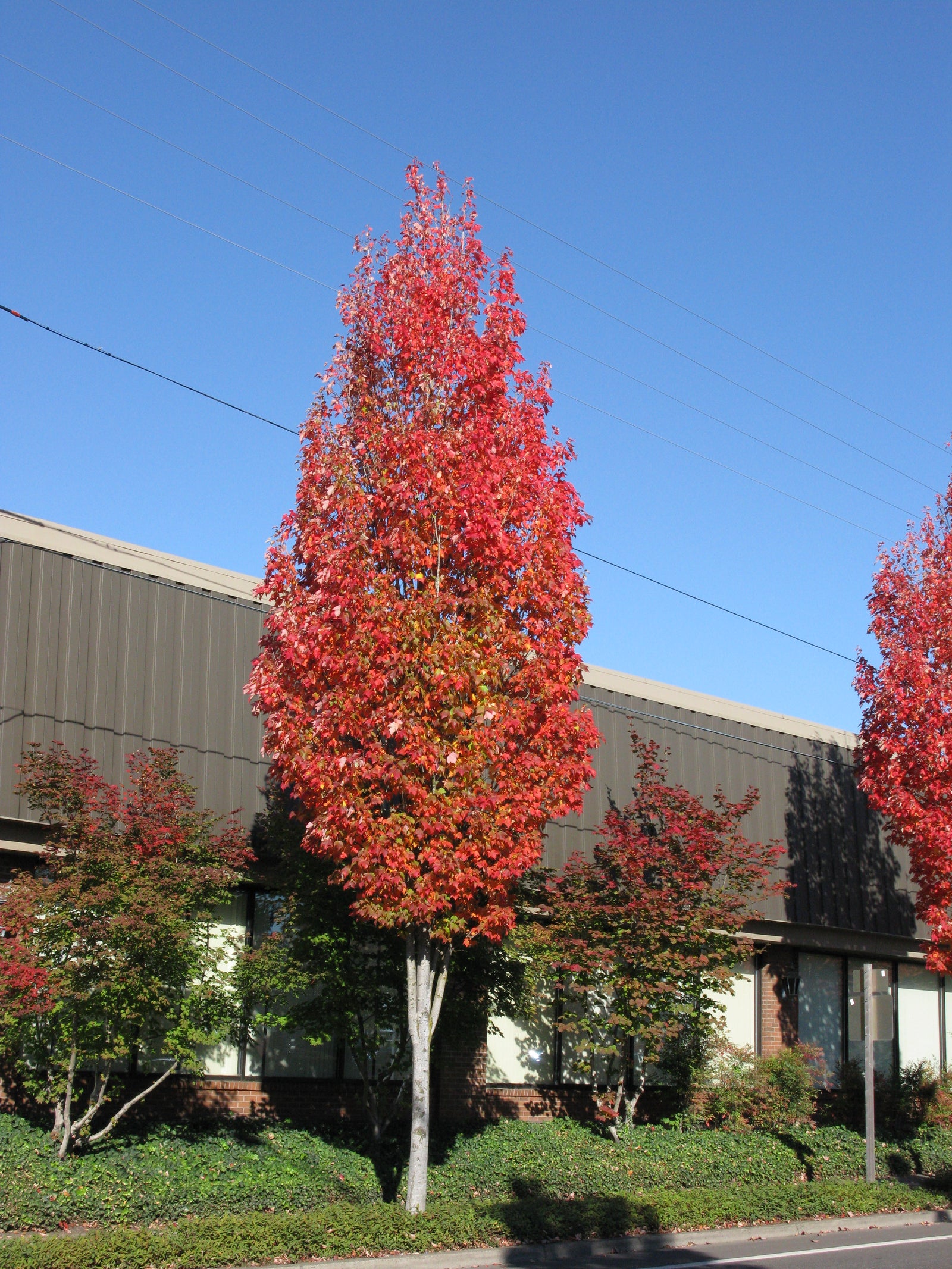 Acer rubrum Bowhall Bowhall Maple