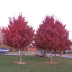 Acer rubrum Brandywine Brandywine Maple