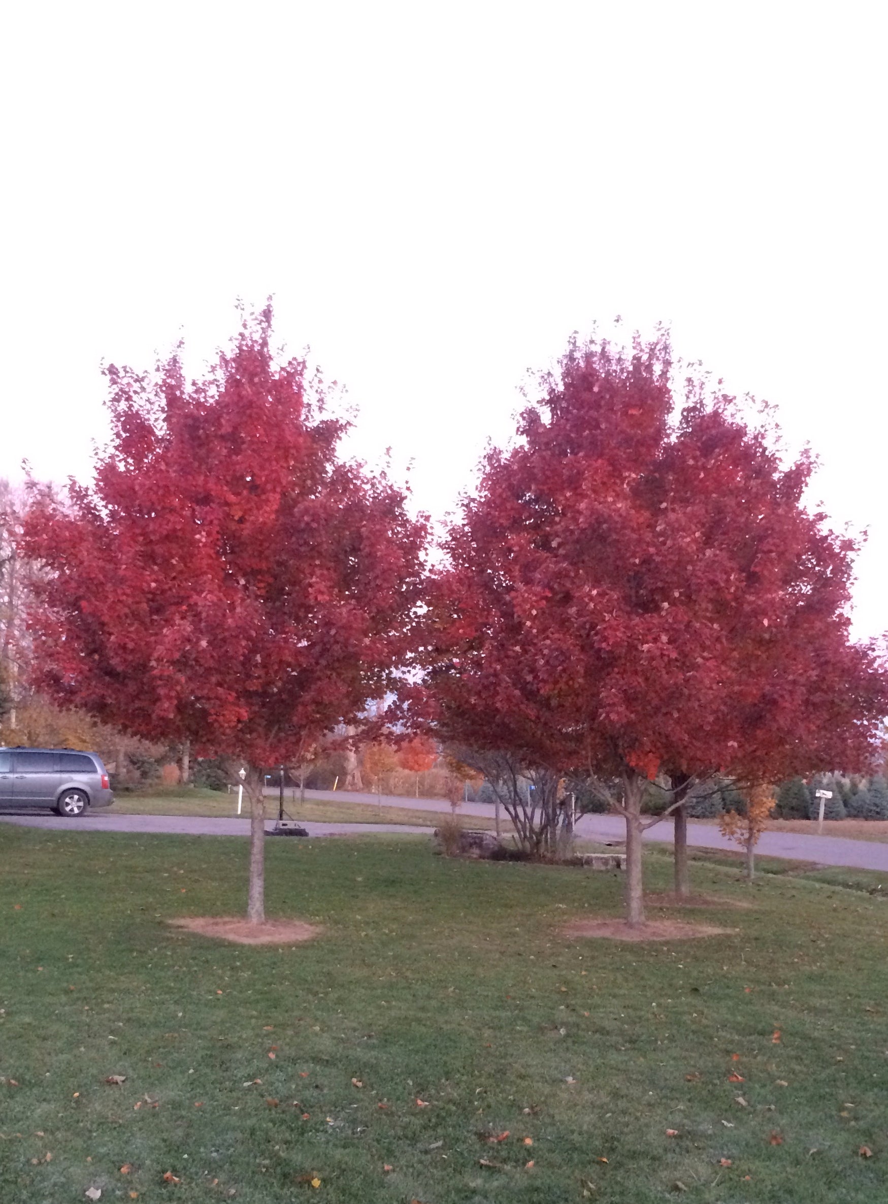 Acer rubrum Brandywine Brandywine Maple