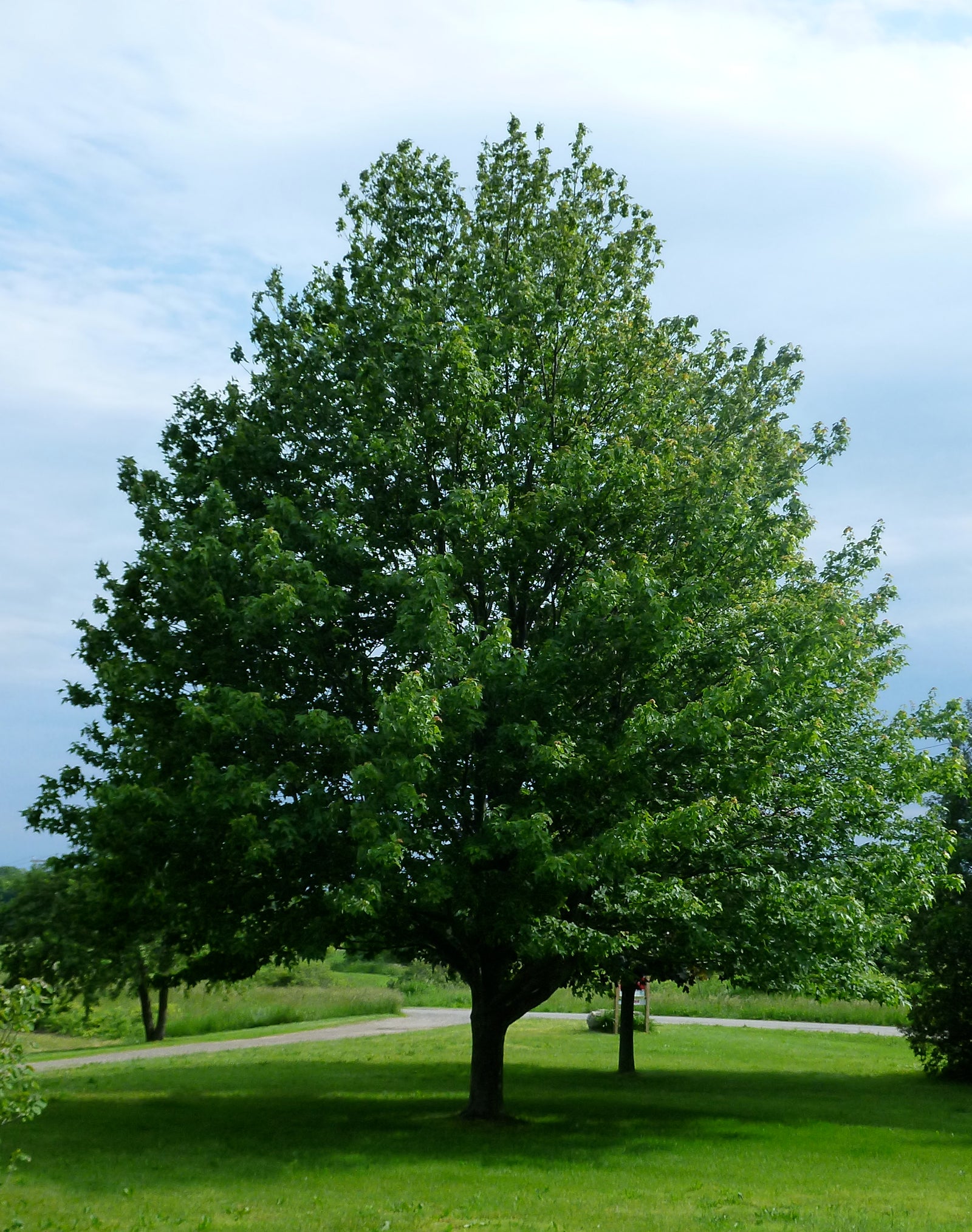 Acer rubrum Embers Embers Maple