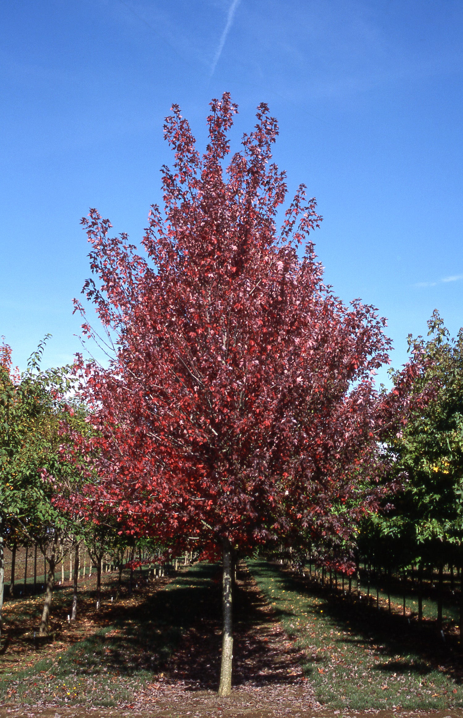 Acer rubrum Redpointe Frank Jr. Redpointe Maple