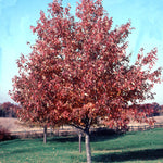 Acer rubrum Red Sunset Franksred COPF Red Sunset Maple