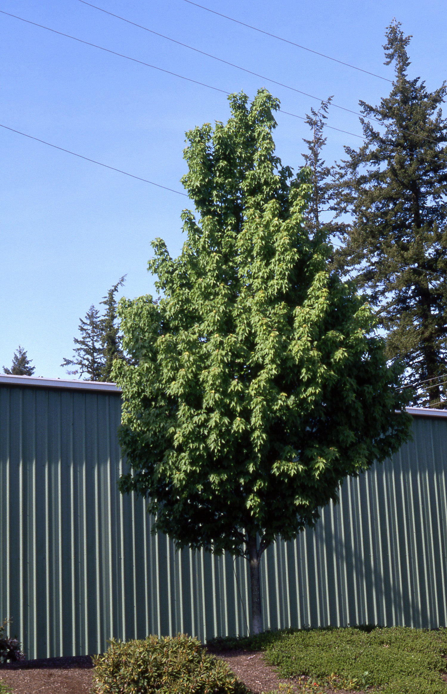 Acer rubrum Karpick Karpick Maple