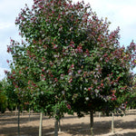 Acer rubrum Burgundy Belle Magnificent Magenta PP7222 Burgundy Belle Maple