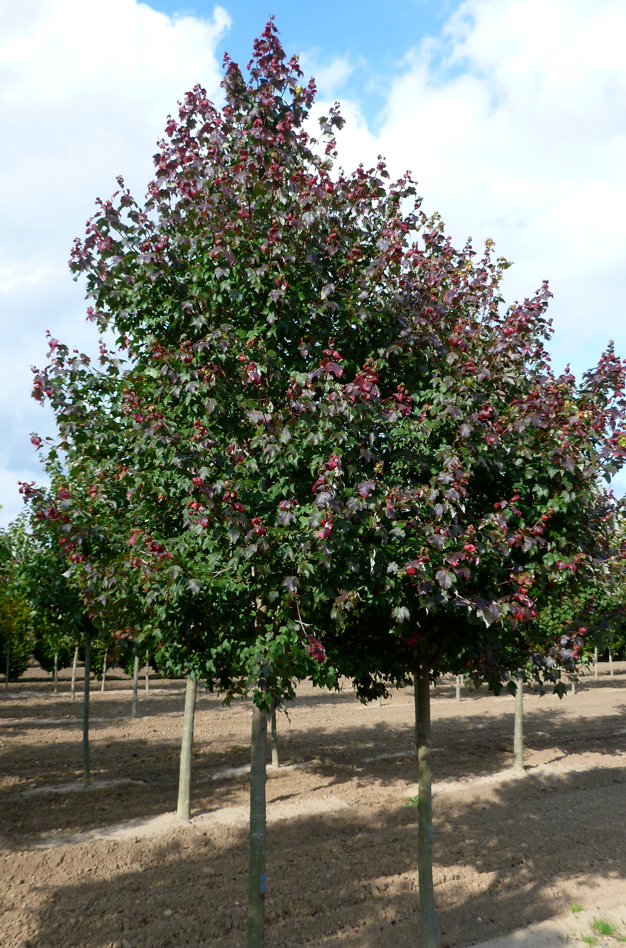 Acer rubrum Burgundy Belle Magnificent Magenta PP7222 Burgundy Belle Maple