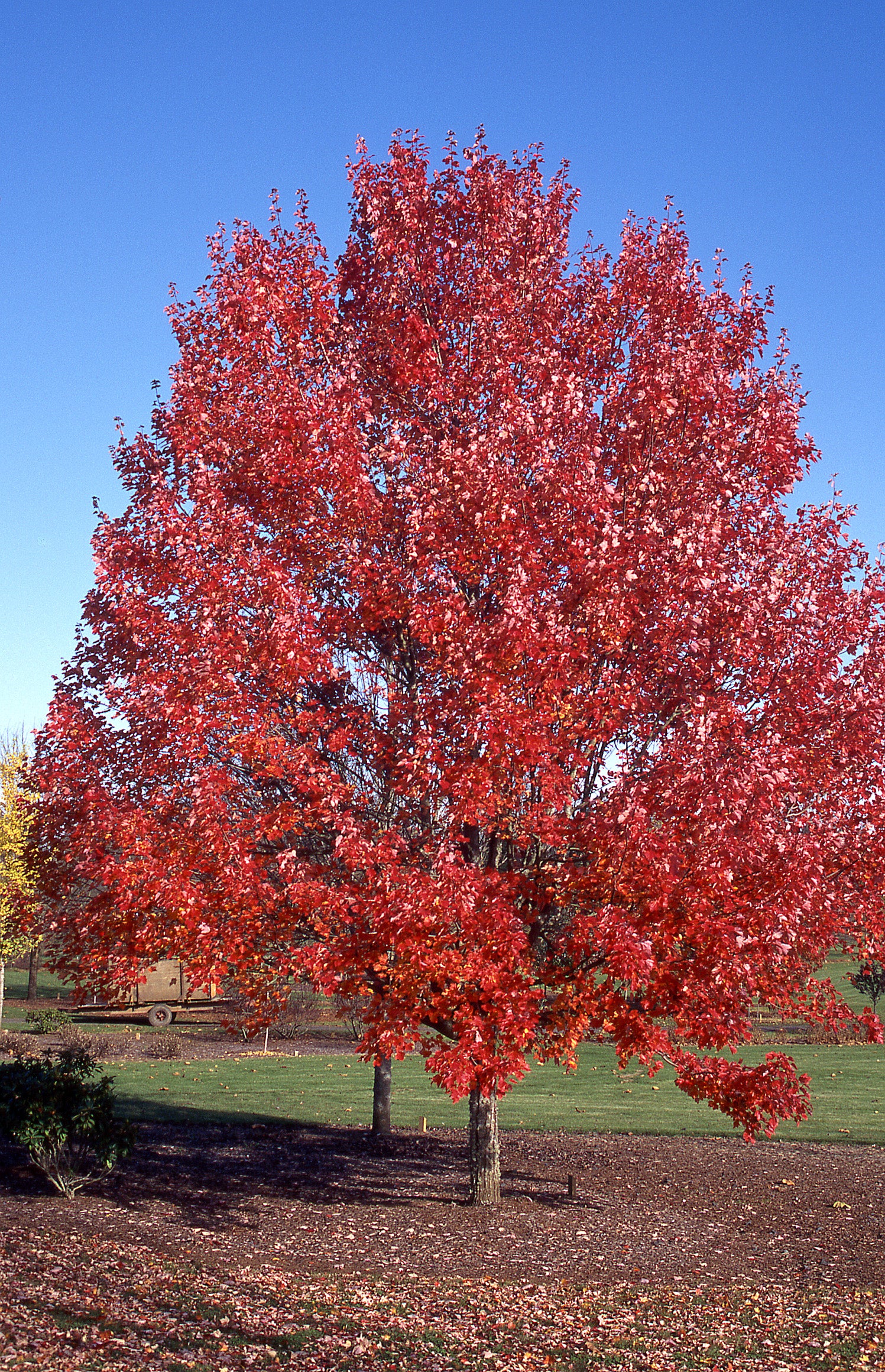 Acer rubrum October Glory PNI 0268 October Glory Maple