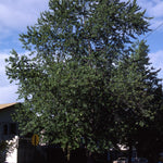 Acer saccharinum Silver Maple