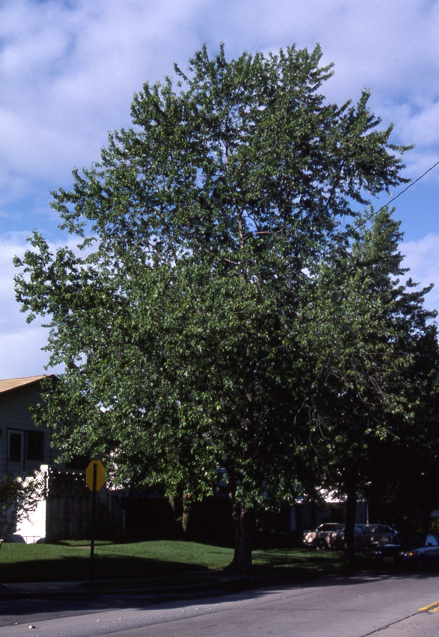 Acer saccharinum Silver Maple