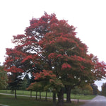 Acer saccharum Sugar Maple