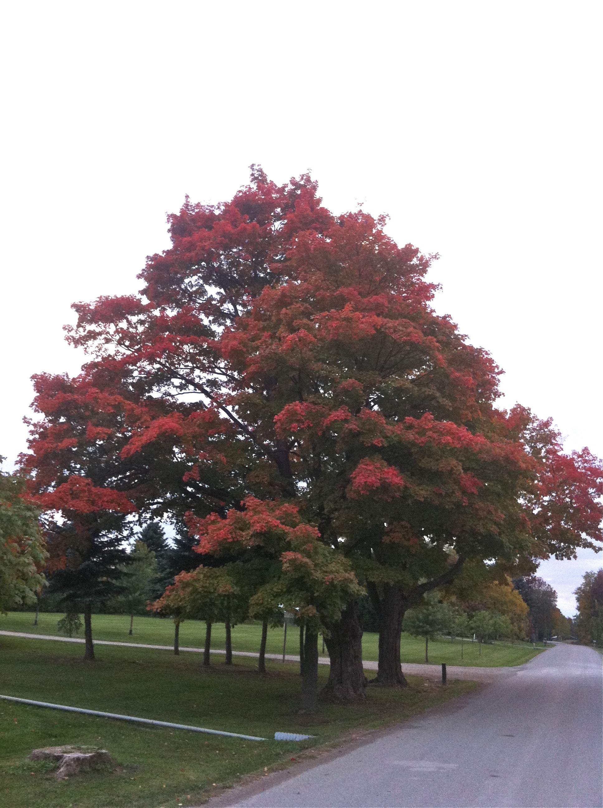 Acer saccharum Sugar Maple