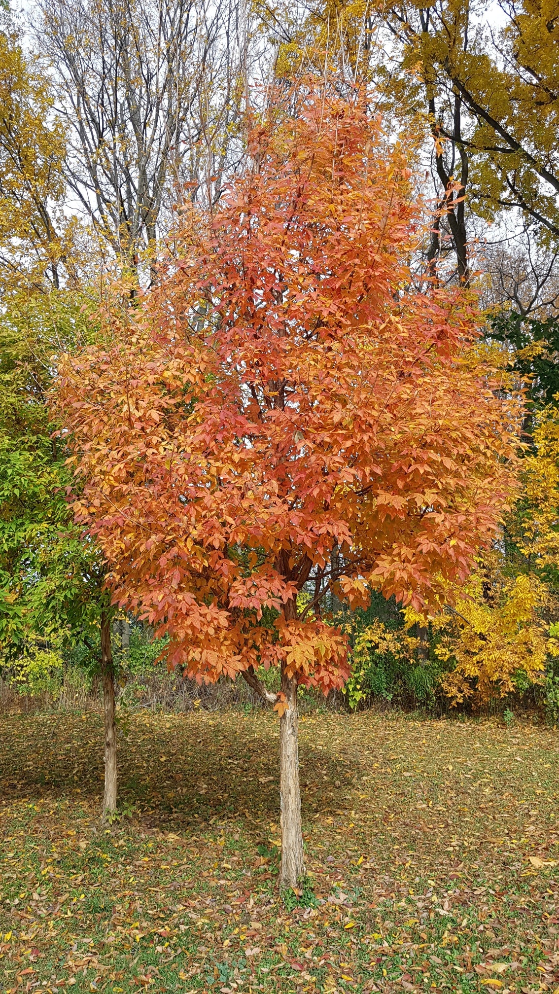 Acer triflorum Three flower Maple