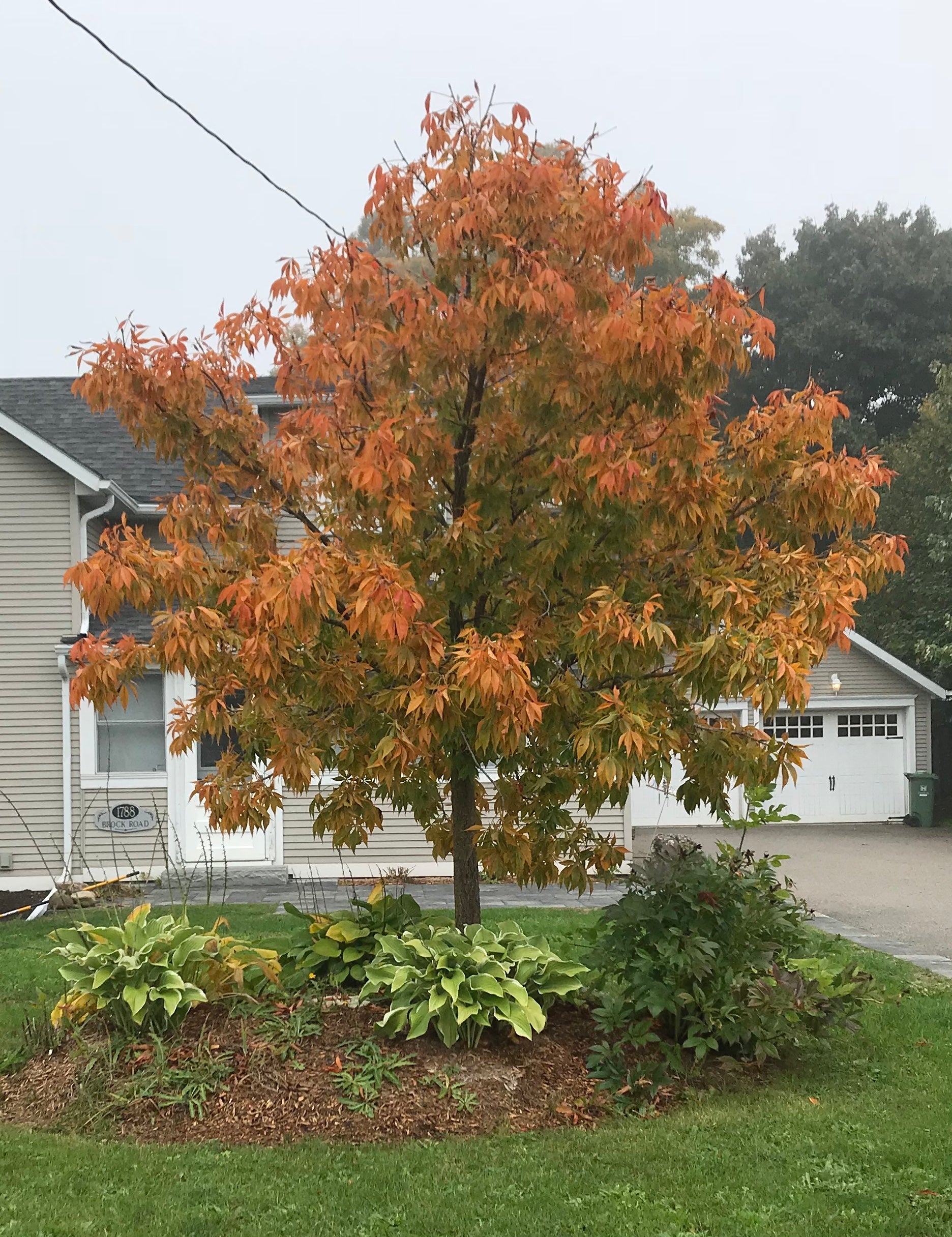 Aesculus glabra Ohio Buckeye