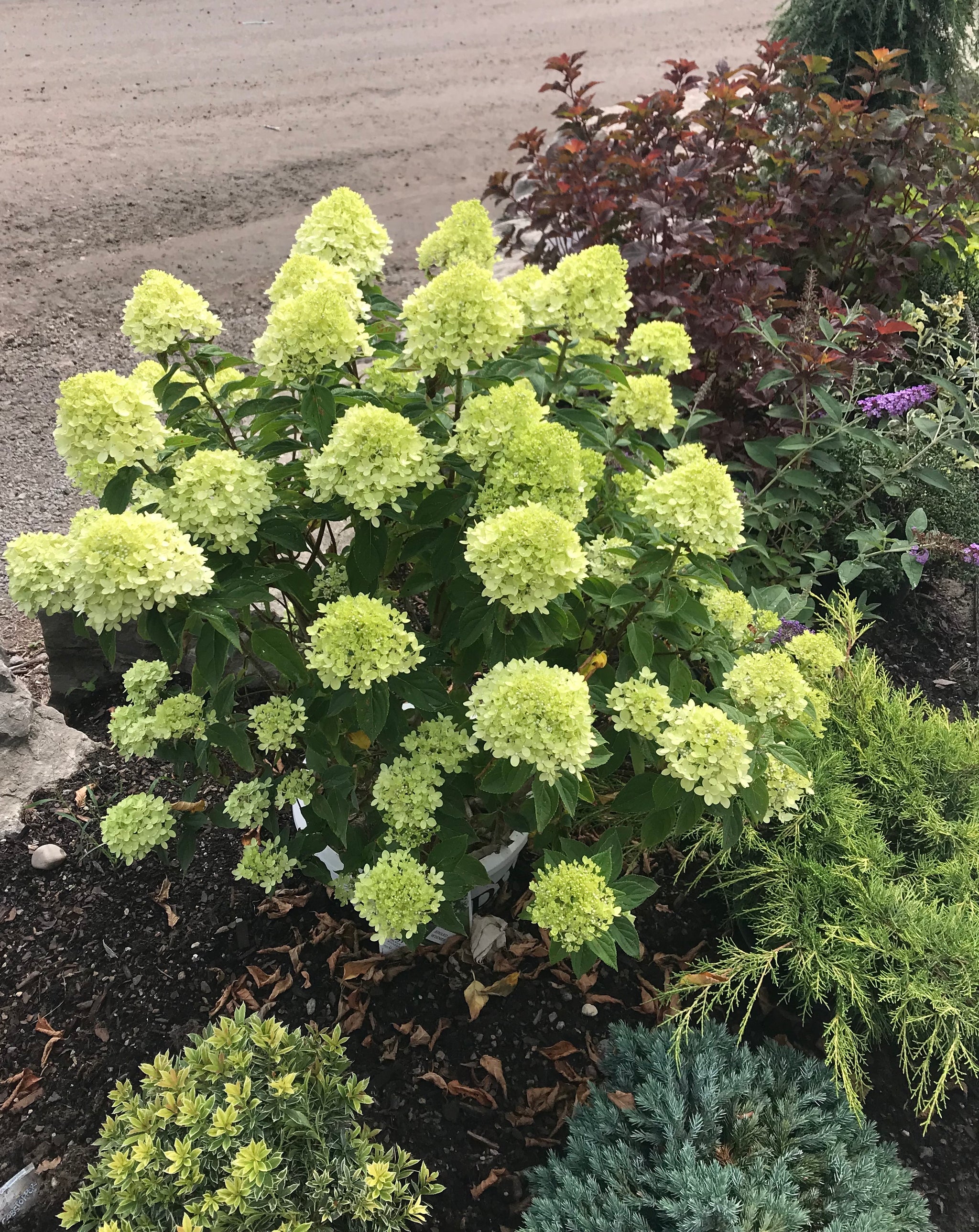 Hydrangea paniculata Little Lime Jane PP22330, CPBR3914 Little Lime Hydrangea