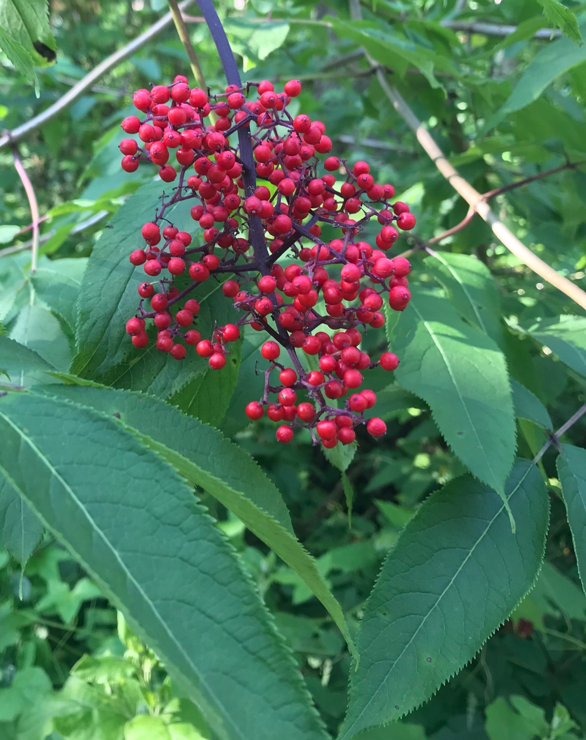 Sambucus pubens Scarlet Elderberry