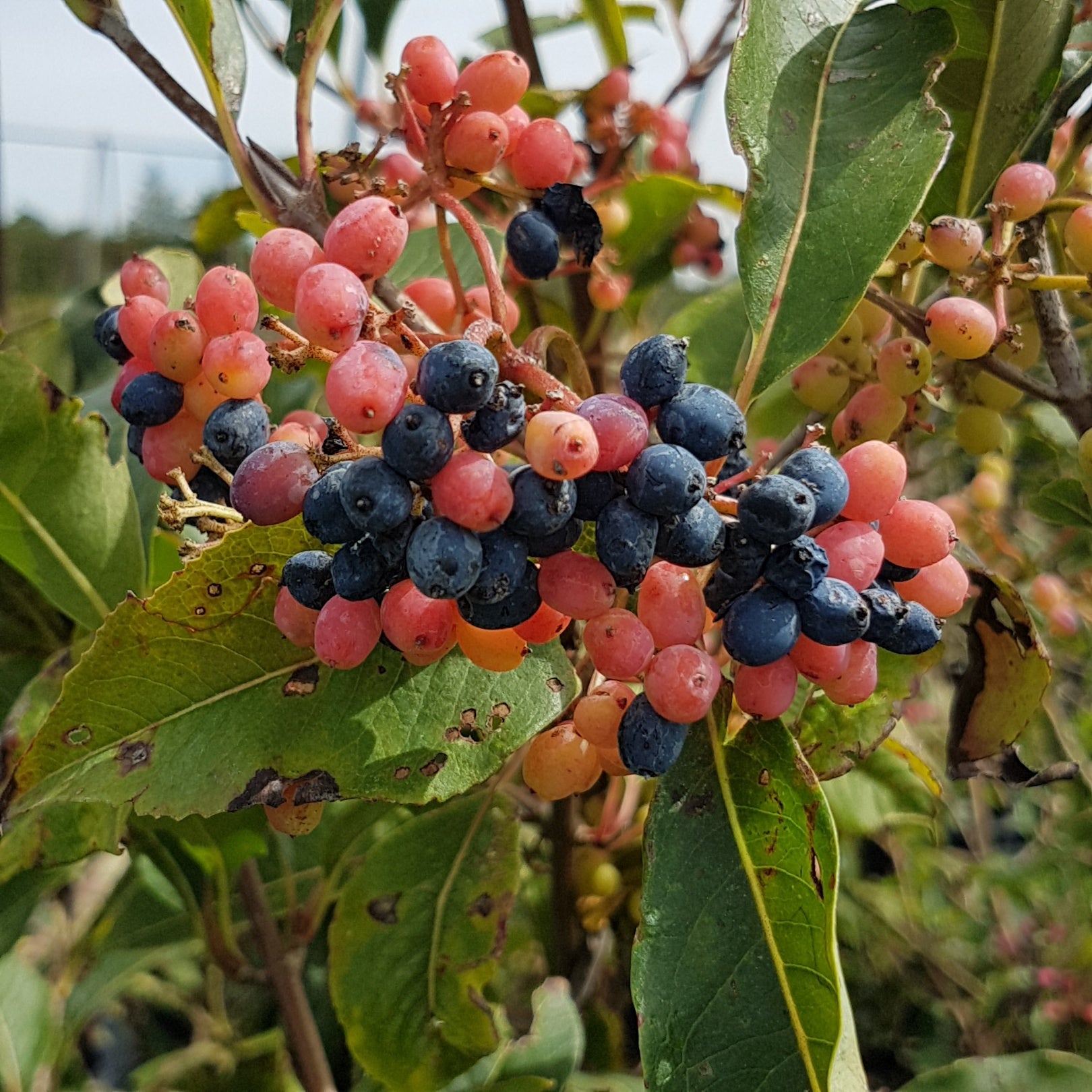 Viburnum cassinoides Witherod