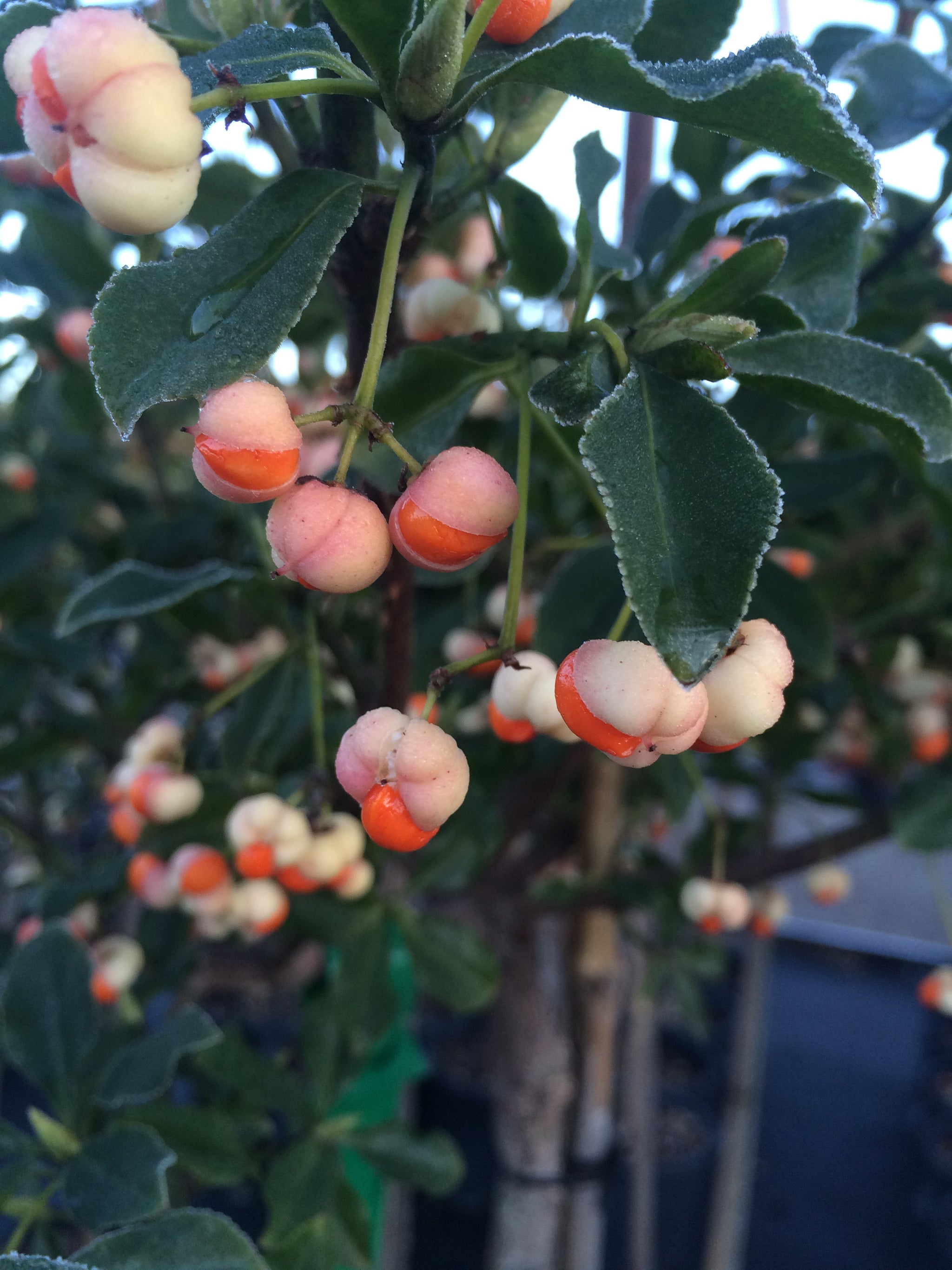 Euonymus fortunei Sarcoxie Sarcoxie Euonymus