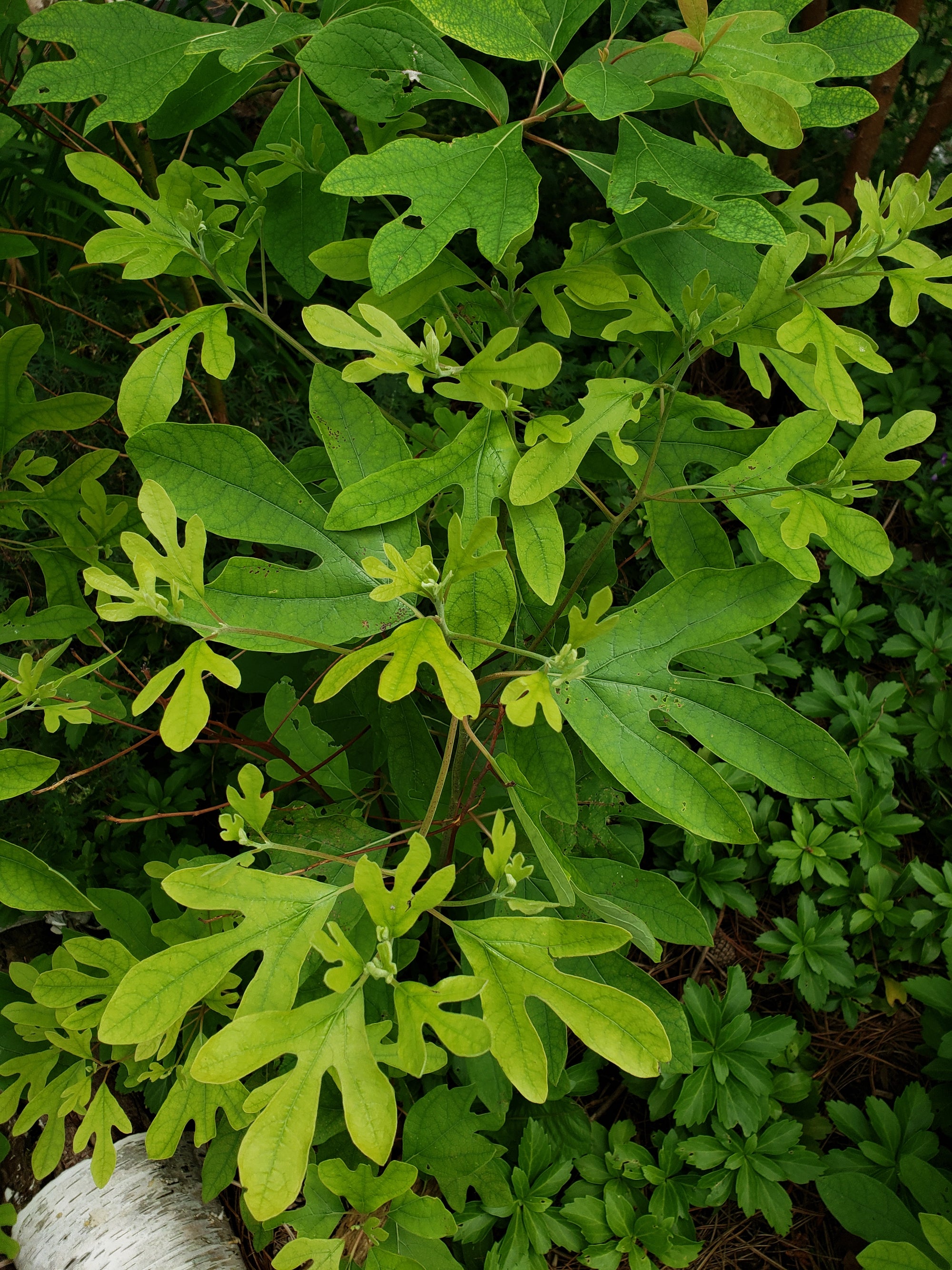 Sassafras albidum Sassafras