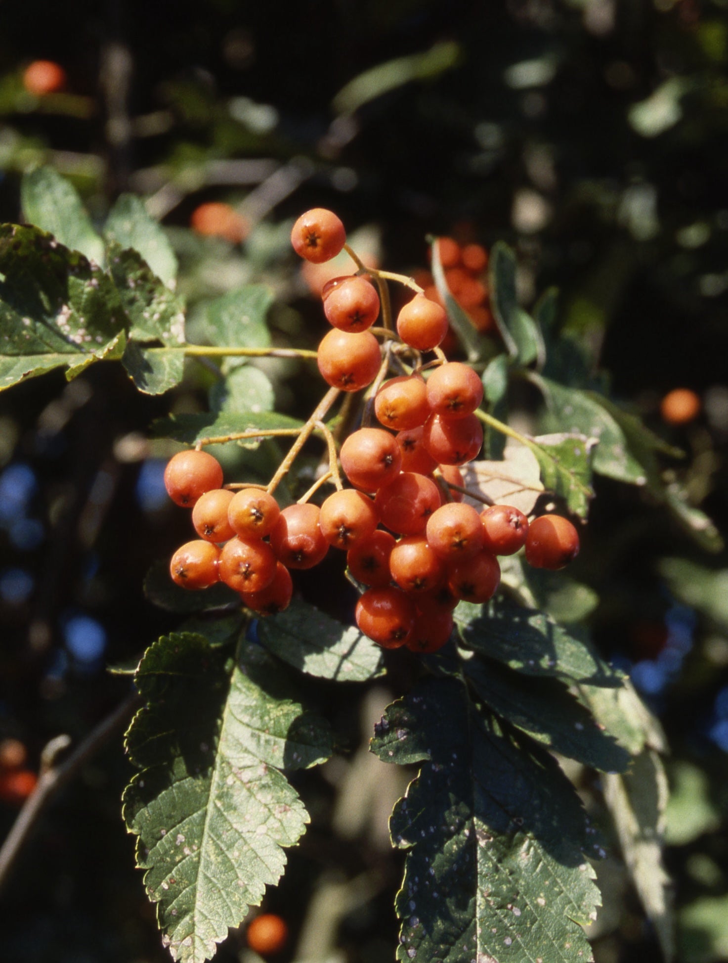 Sorbus thuringiaca Fastigiata Oakleaf Mountainash