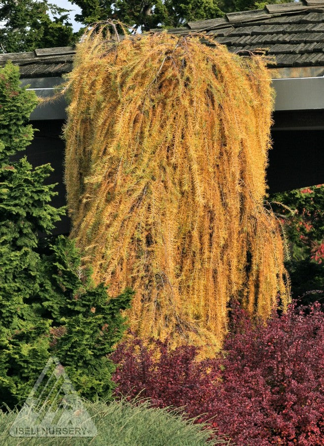 Larix decidua Pendula Weeping European Larch