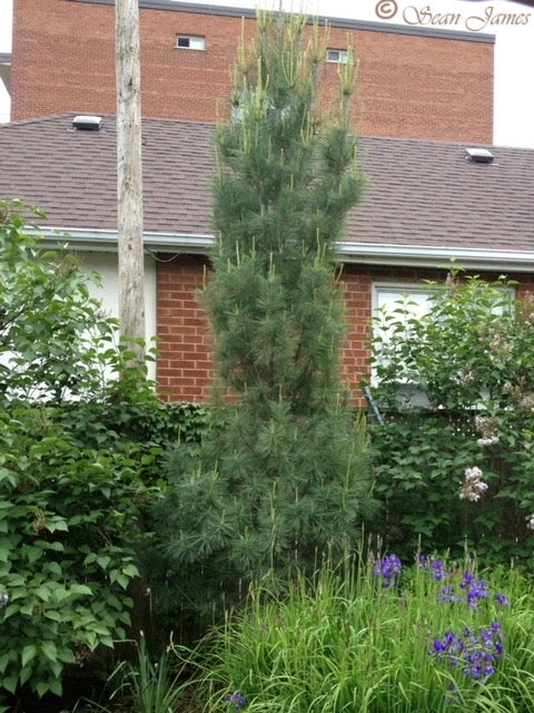 Pinus strobus Fastigiata Columnar White Pine