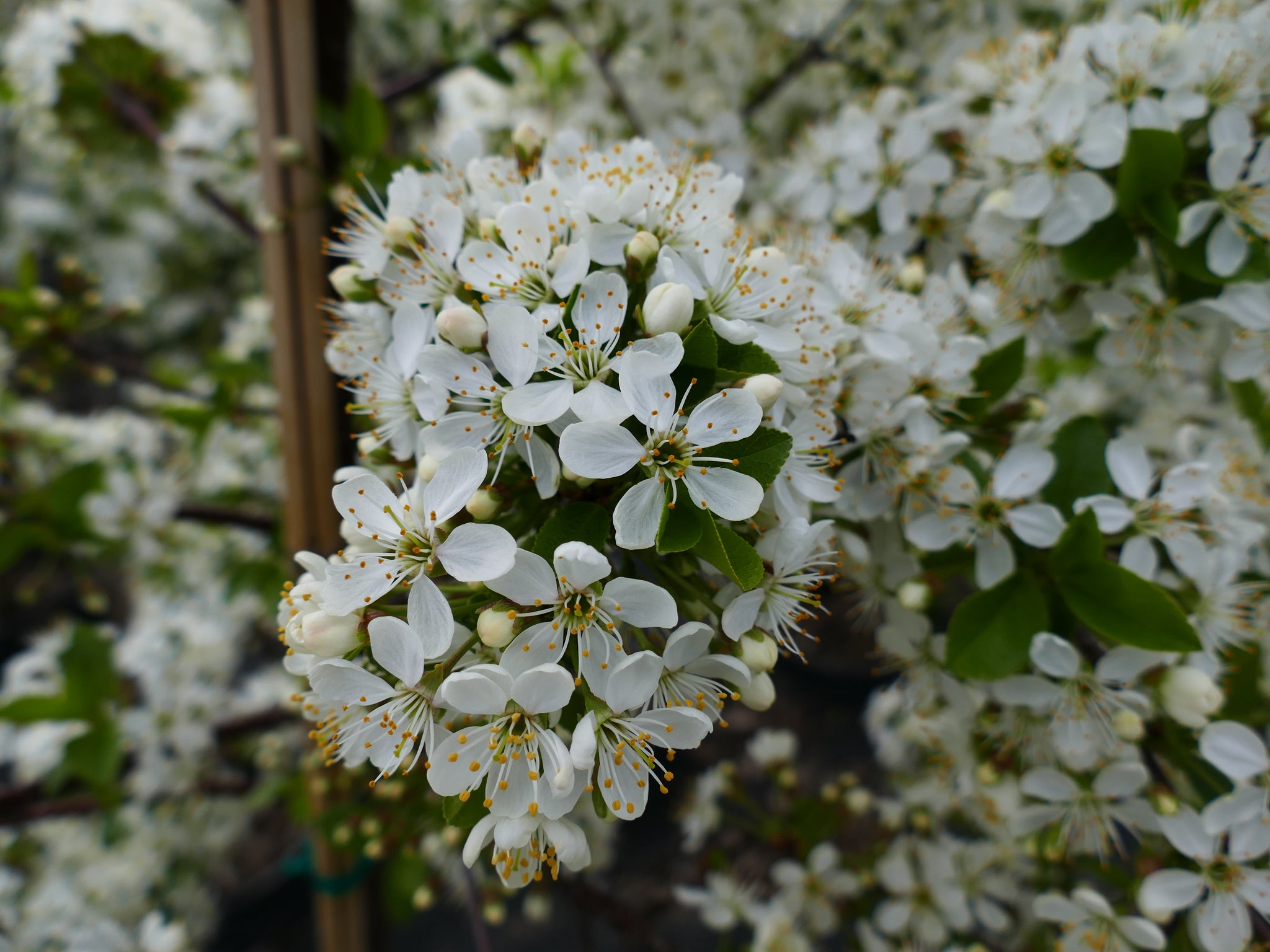 Cherry shrub Valentine CPBR4109 Valentine Cherry