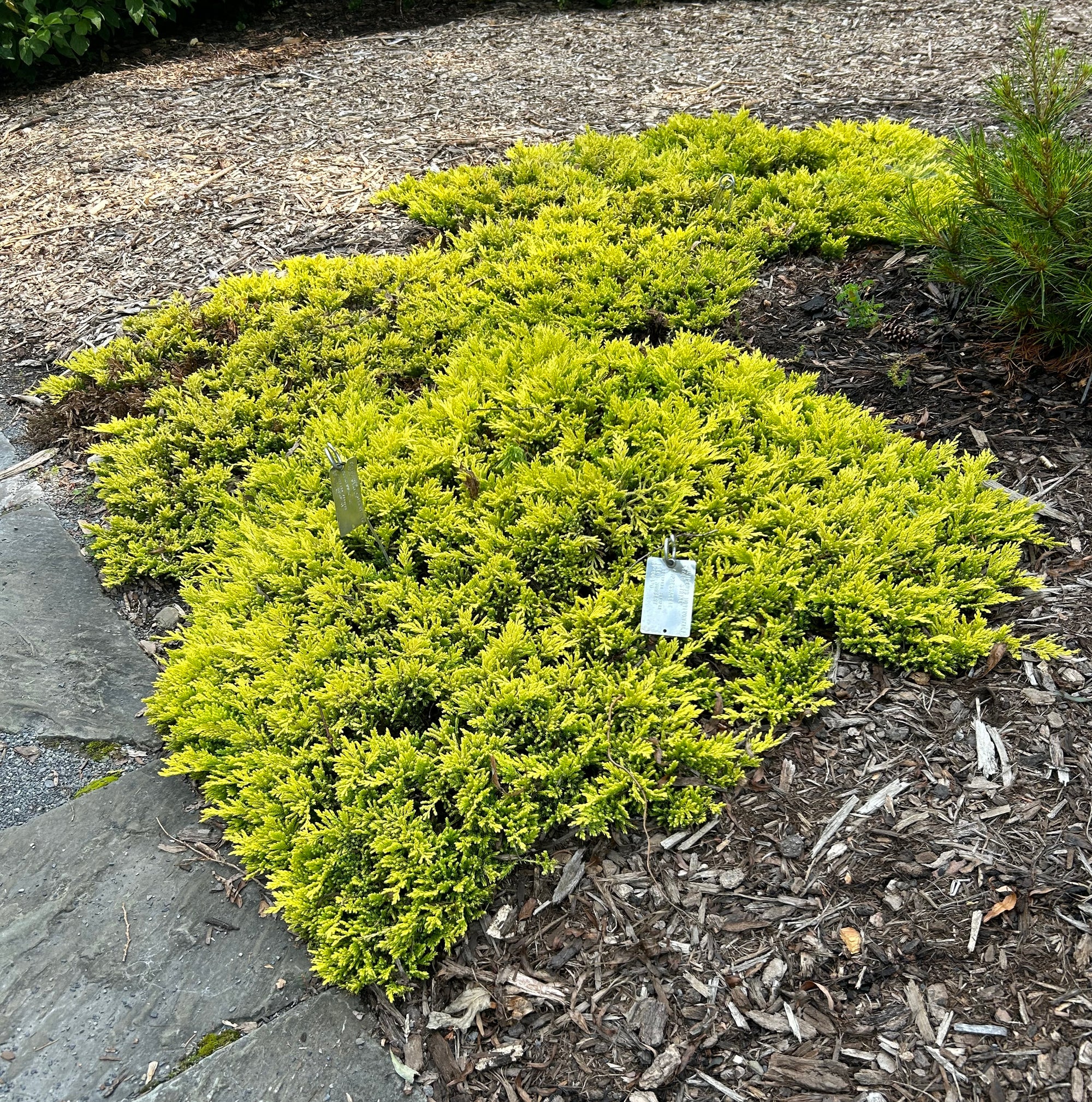 Juniperus horizontalis Gold Strike Gold Strike Creeping Juniper