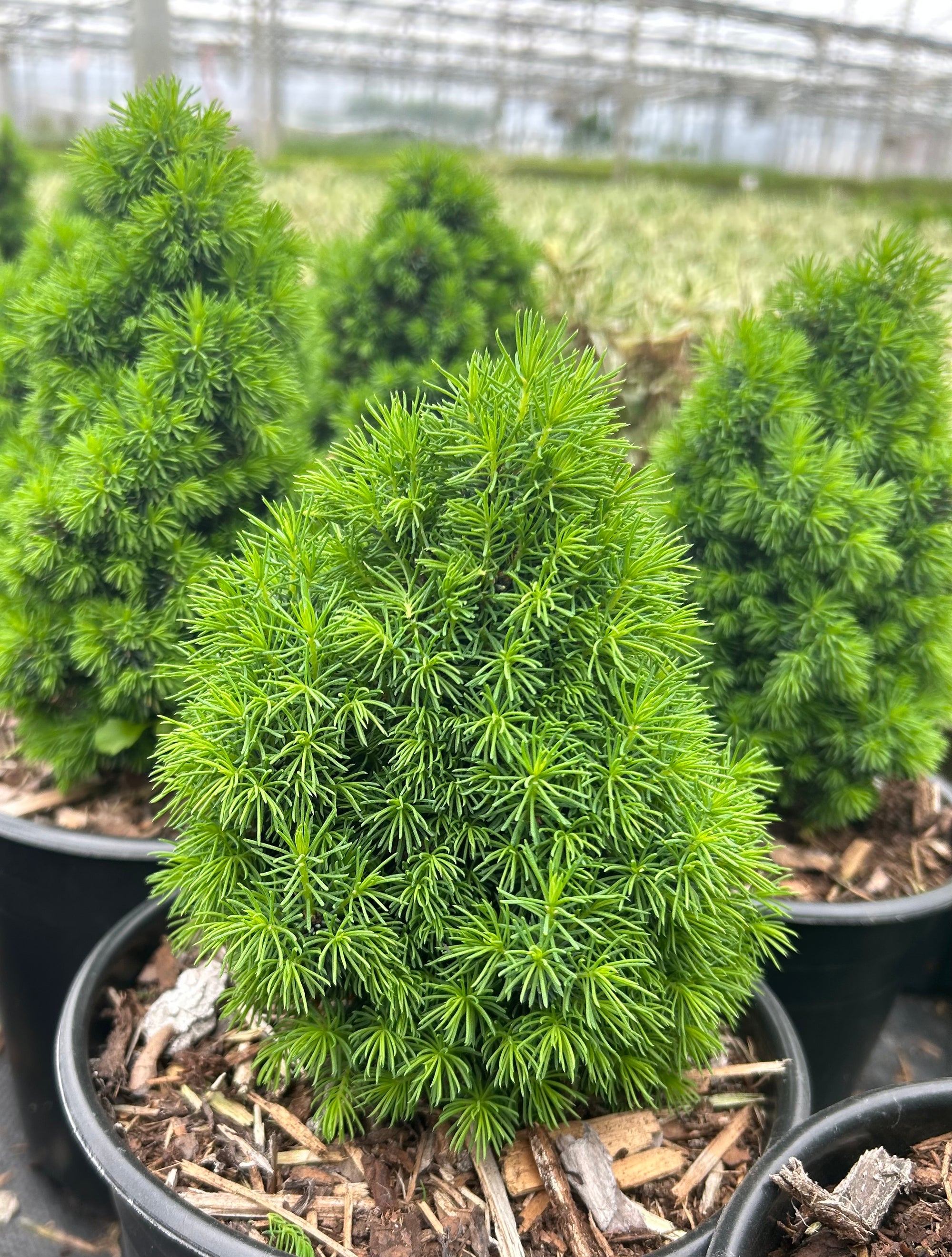 Picea glauca Pixie Dust Pixie Dust Alberta Spruce