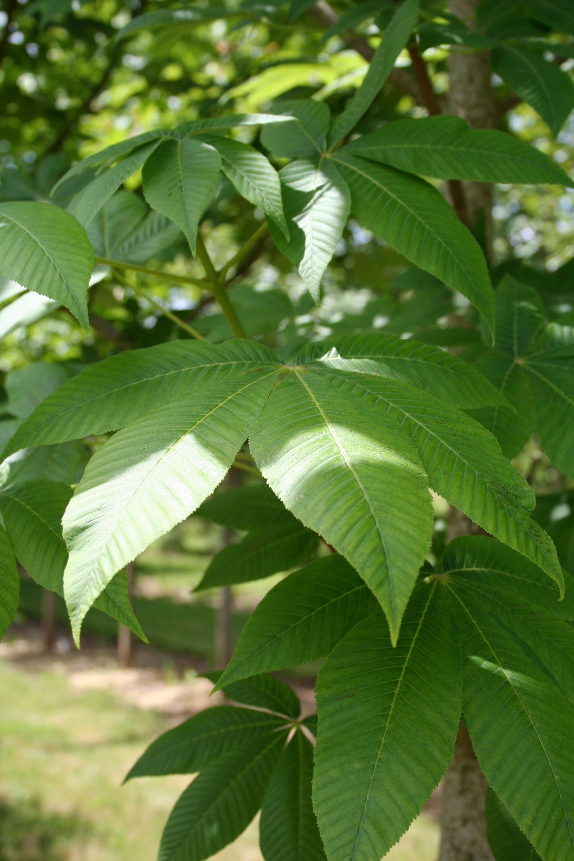 Aesculus flava Yellow Buckeye