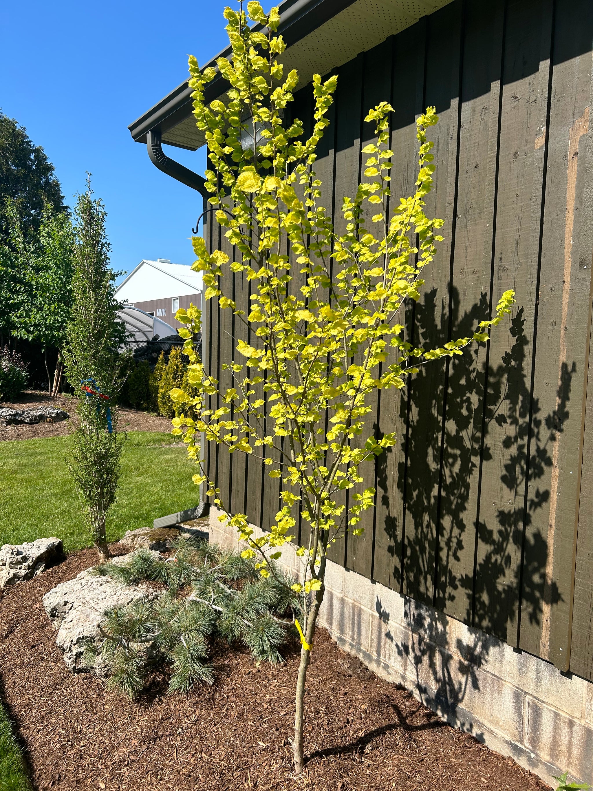 Ulmus x hollandica Wredei Golden Elm