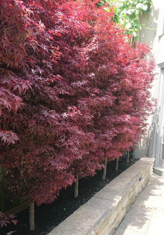 Acer palmatum Twombly's Red Sentinel Twombly's Red Sentinel Japanese Maple