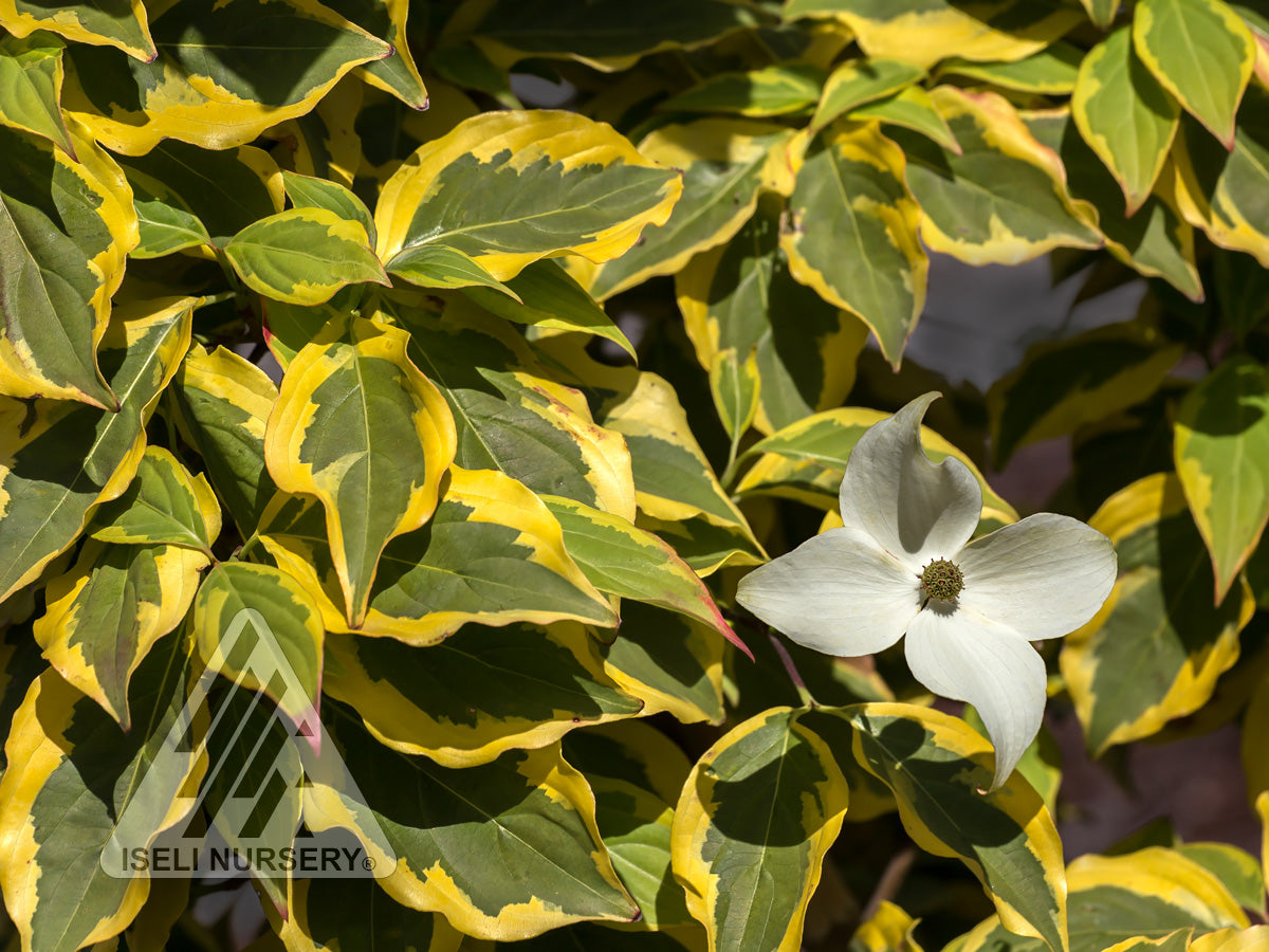 Cornus kousa Summer Gold PP22765 Summer Gold Dogwood